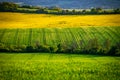 Vibrant Spring Flowers in the Heart of the Beautiful Agricultural Landscape