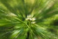 Vibrant spring green abstract zoom blur of woodland blossoming tree and leaves Royalty Free Stock Photo