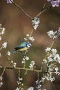 Vibrant Spring image of Blue Tit Cyanistes Caerulueus bird on flowering hawthorn bush in woodland landscape setting Royalty Free Stock Photo