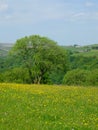 Vibrant spring meadow with large tree with yellow flowers and surrounding trees with hillside farmland and fields in yorkshire Royalty Free Stock Photo