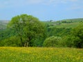 Vibrant spring meadow with yellow flowers and surrounding trees with hillside farmland and fields in yorkshire dales countryside Royalty Free Stock Photo