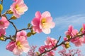 Vibrant Spring Splendor Pink Japanese Quince Flowers on a Sunny Horizon - Horizontal Banner Generative AI