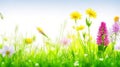 Vibrant Spring and Summer Flowers: Isolated Meadow on White Background.