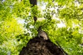 Vibrant spring trees with a lot of green leaves