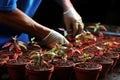 Vibrant springtime garden activities. planting seedlings and tending to the soil