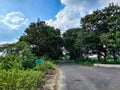 Vibrant Springtime Scenic View of asphalt road connected to the countryside area, big tree covered road like tree tunnel.