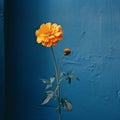 Authentic Analog Photograph: Orange Flower Against Blue Wall