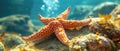 A Vibrant Starfish Basking In The Sun, Showcasing Its Captivating Marine Beauty Royalty Free Stock Photo