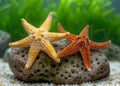 Vibrant starfish on a rocky seabed Royalty Free Stock Photo