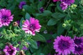 Vibrant still life of a cluster of purple flowers featured in the foreground, with green foliage