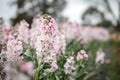 Vibrant stock cottage garden beds in full bloom, flower farm image Royalty Free Stock Photo