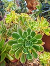 Vibrant Succulent Collection in Sunlit Garden, Close-Up View Royalty Free Stock Photo
