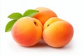 Vibrant and succulent fresh apricot fruit isolated on a clean white background with ample copy space