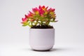 vibrant succulent in a minimalist white pot