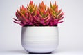 vibrant succulent in a minimalist white pot