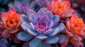 Vibrant succulent plants with a soft focus background