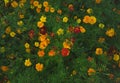 Vibrant summer flowers in garden backdrop