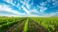 Vibrant Summer Views: A Majestic Agricultural Landscape of Lush Red Grape Green Vineyards With a Blu