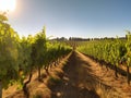 Vibrant Summer Vineyard in Rural Countryside Royalty Free Stock Photo