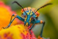 Vibrant Summertime Garden Exploration Curious Pets Capture Colorful Insects