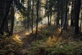 Vibrant Sun Rays Highlights Details in the Park with Ferns and Fir Trees