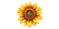 Vibrant sunflower blooming isolated on transparent background Royalty Free Stock Photo