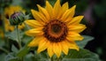 Vibrant sunflower blossom, yellow petal, green leaf, bee pollination generated by AI Royalty Free Stock Photo