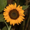 Vibrant Sunflower Close-Up: A Stunning Yellow Blossom Basking in the Warmth of Sunshine, Nature\'s Beauty Captured