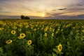 Vibrant sunflower field panorama in beautiful light Royalty Free Stock Photo