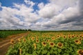 Vibrant sunflower field panorama with big white clouds in summer Royalty Free Stock Photo