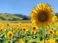 Vibrant sunflower field under blue sky Royalty Free Stock Photo