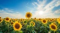 Vibrant sunflower field under blue sky Royalty Free Stock Photo