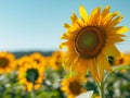 Vibrant sunflower field under blue sky Royalty Free Stock Photo