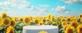 Vibrant sunflower field with white podium under a bright sunny sky Royalty Free Stock Photo