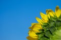 Vibrant sunflower seen from rear in close up with blue sky and negative space for copy Royalty Free Stock Photo