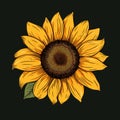 Vibrant Sunflower Vector Graphic On Black Background Royalty Free Stock Photo