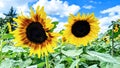 Vibrant Sunflowers in Bloom Against Blue Sky