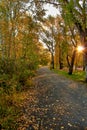 A Vibrant Sunny Autumn Park Pathway