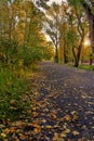 A Vibrant Sunny Autumn Park Pathway