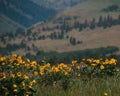 Vibrant, sunny image of a field of blooming Balsamoriza sagitta flowers