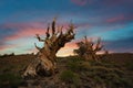 Vibrant sunrise over ancient Bristlecone Pine Forest in California