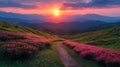 Vibrant sunset over rolling hills, path through blooming flowers and tea plantations Royalty Free Stock Photo