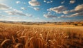 Vibrant sunset paints golden wheat fields in tranquil rural landscape generated by AI Royalty Free Stock Photo