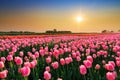 Vibrant sunset tulips Royalty Free Stock Photo