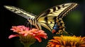 Vibrant Swallowtail Butterfly On Zinnia: Stunning Macro Tick Photography