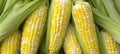 Vibrant sweet corn background with fresh and juicy kernels, ideal for food and agriculture concepts