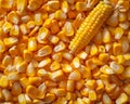 Vibrant sweet corn kernels background - ideal for culinary and agricultural concepts Royalty Free Stock Photo