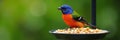 Vibrant tanager perched on feeder, consuming seeds , birdwatching, birds, bright Royalty Free Stock Photo