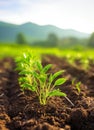 Unstoppable Growth: A Stunning Snapshot of Young Green Plants Flourishing in Rich Soil