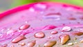 Vibrant Ti Plant and water Droplets